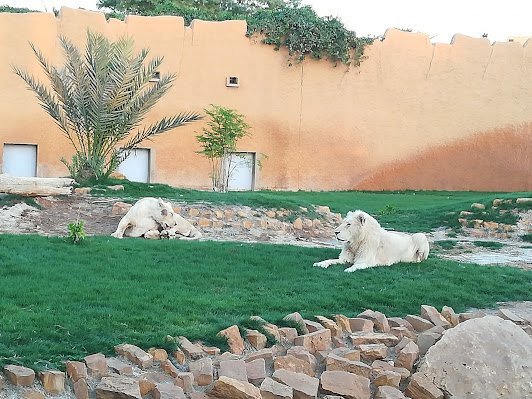 حديقة الحيوان الرياض 