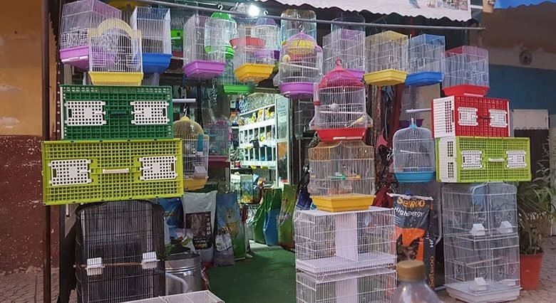 محلات الطيور في جدة