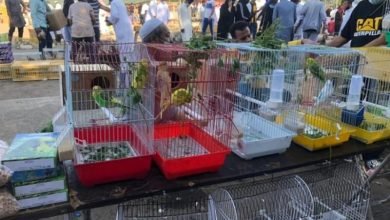 سوق الطيور في جدة